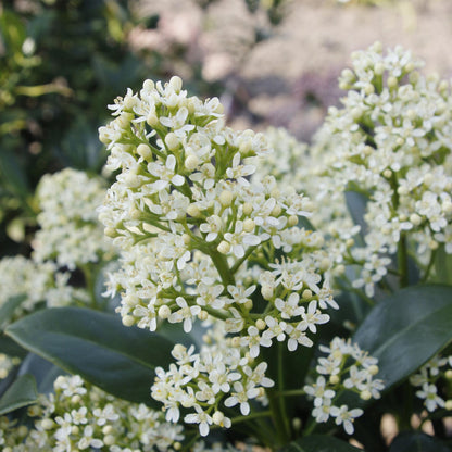 GreenboutiQ - Terrassenpflanze - Skimmia japonica Finchy - Blüte Weiß - 15+ Blüten - 2 Pflanzen - Winterhart - Topf 15cm Höhe 30cm 