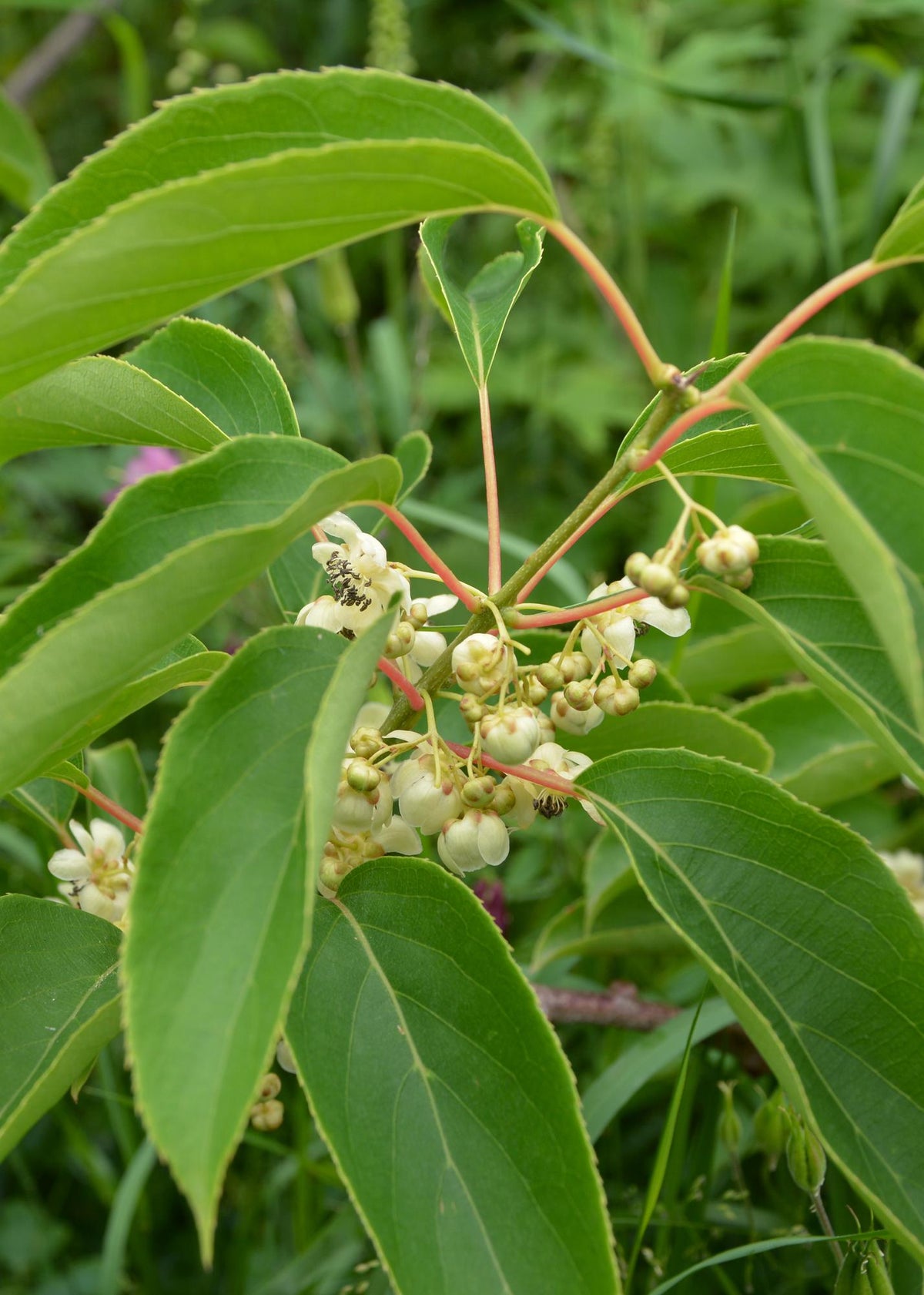 Actinidia arguta 'Issai' - Kiwibes - Ø13cm - ↕45cm 