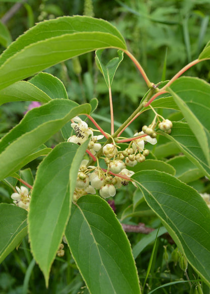 Actinidia arguta 'Issai' - Kiwibes - Ø13cm - ↕45cm 