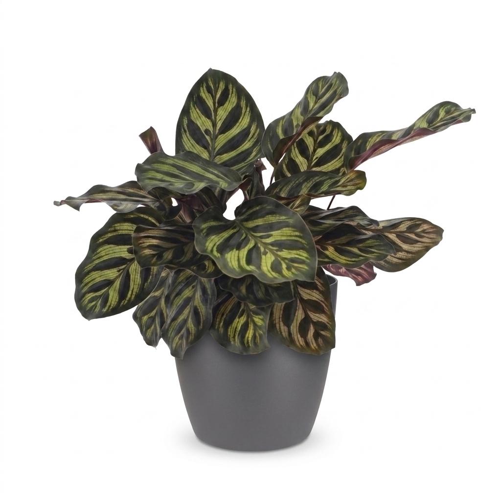 Pfauenpflanze – Calathea makoyana – Topf Ø12cm – Höhe 25cm – mit grauem Dekotopf – Dekorative Zimmerpflanze – Ansicht 2