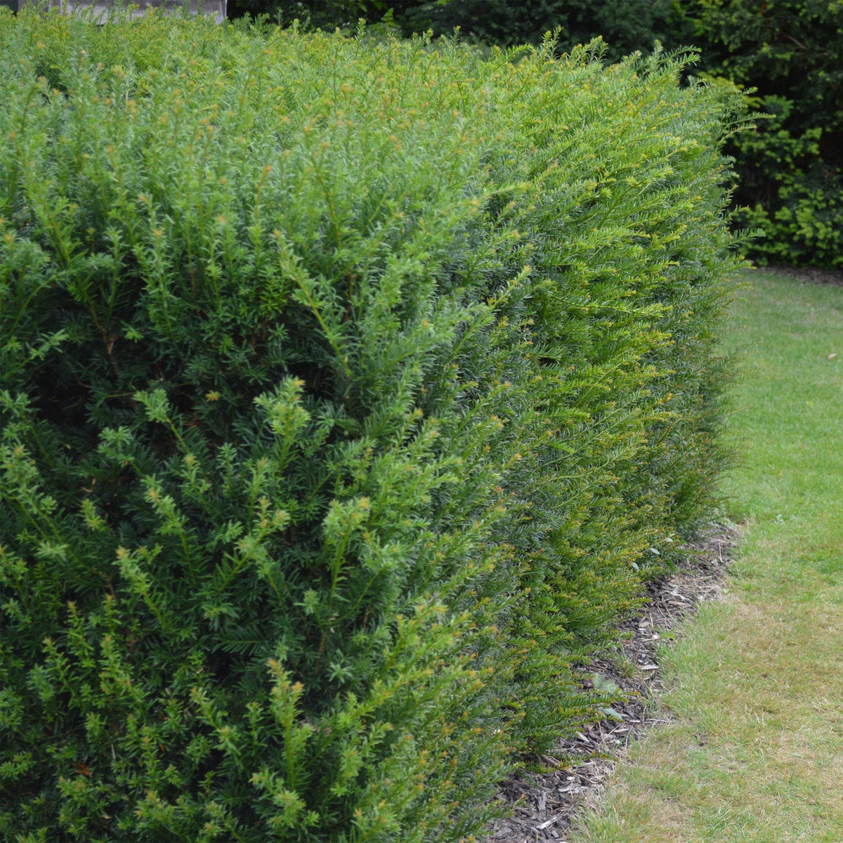 Europäische Eibe Taxus baccata – Immergrün – Heckenpflanze – 6 Pflanzen – 17 cm x H60 cm – pflegeleicht 