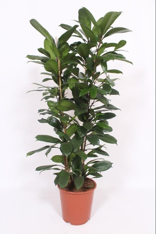 Feigenbaum – Ficus Cyathistipula – Zimmerpflanze – Ø27 cm – ↕120 cm – Herzförmige Blätter – Rote Früchte – Pflegeleicht 