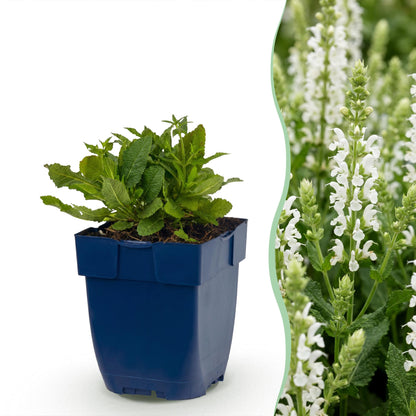 Steppen-Salbei 'Schneehügel' – Salvia nemorosa 'Schneehügel' – 12 Pflanzen – Topf Ø11cm