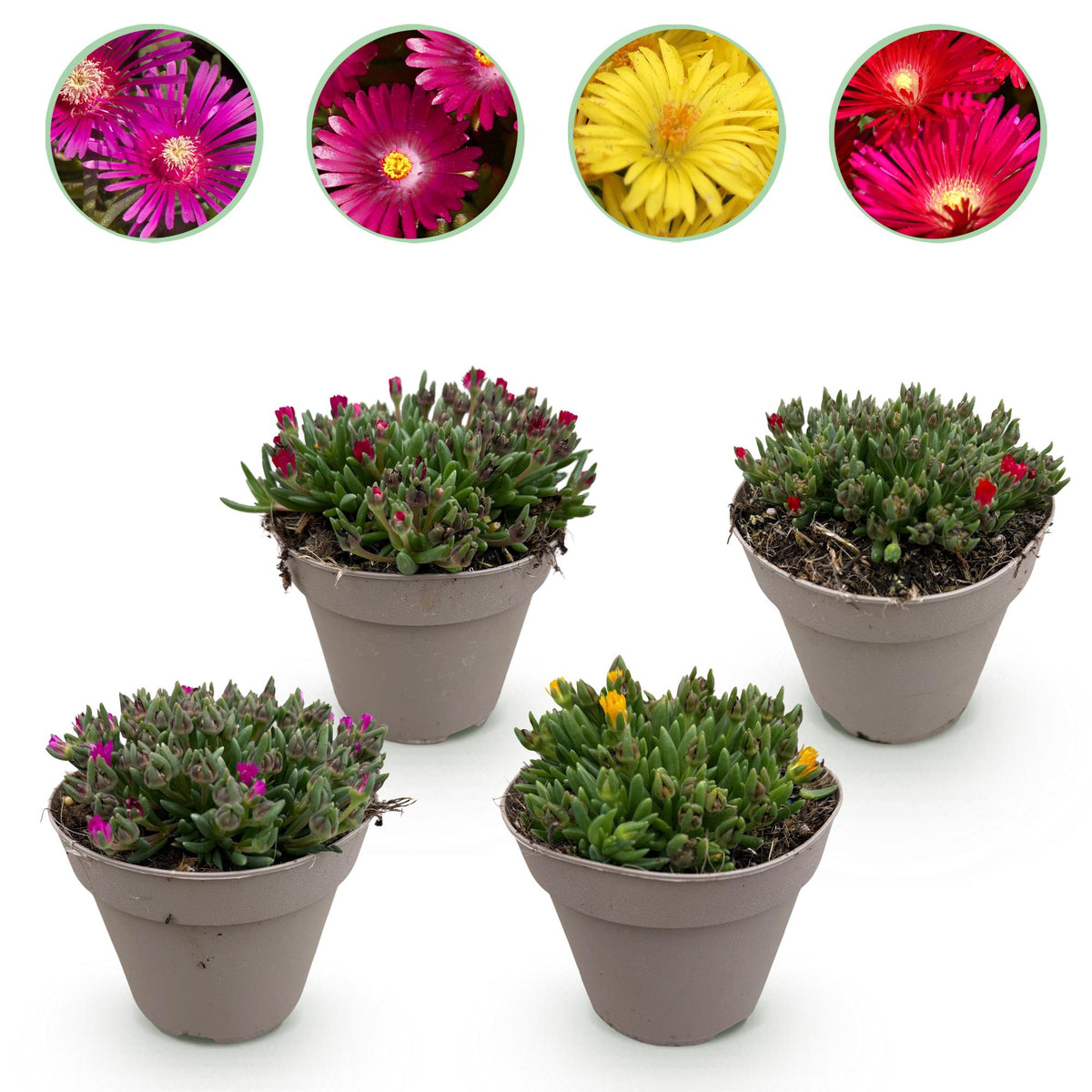 GreenboutiQ - Bodendecker - Winterhart - Delosperma - 4 Pflanzen - Farben Rot - Gelb - Lila - Rosa - Wenig Pflege - Topf 14cm Höhe 17cm 