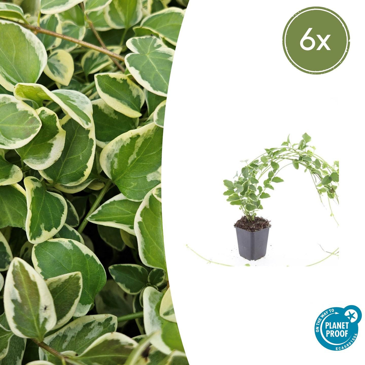 Kleines Immergrün Vinca major 'Variegata' – ↕10-25cm – Ø9cm – 6 Pflanzen – Bodendecker – Wintergrün – Schattentauglich – Unterpflanzung 