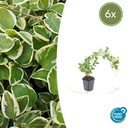 Kleines Immergrün Vinca major 'Variegata' – ↕10-25cm – Ø9cm – 6 Pflanzen – Bodendecker – Wintergrün – Schattentauglich – Unterpflanzung 