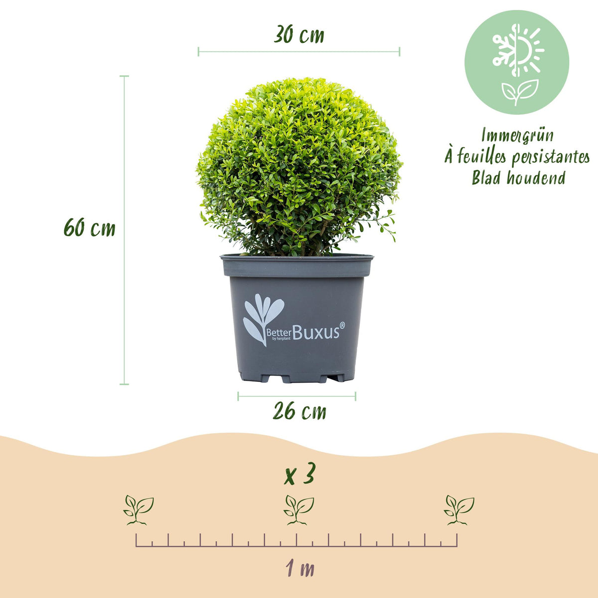 GreenboutiQ - Buxus Kugel - BetterBuxus Skylight - Widerstandsfähig gegen Buxuskrankheit - 2 Pflanzen - Topf 26cm Kugel 30cm 