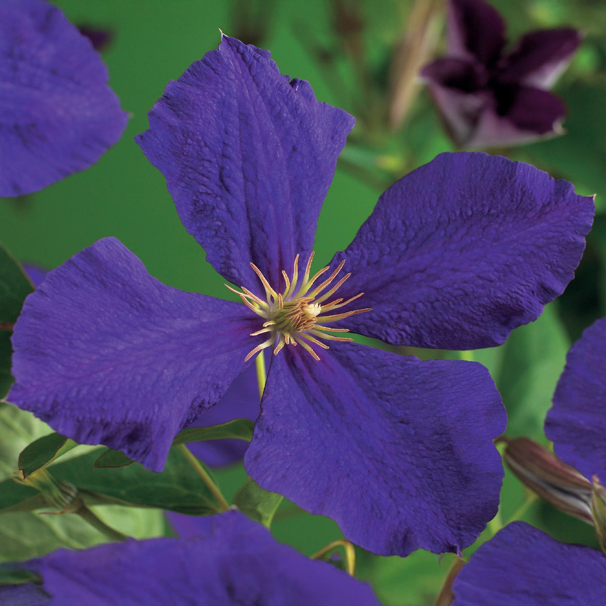 Kletterpflanze Clematis Jackmanii – Tiefviolette Blüten – Wenig Pflege – 2 Pflanzen – 11 cm Höhe 40 cm – Für Garten, Balkon & Pergolen 