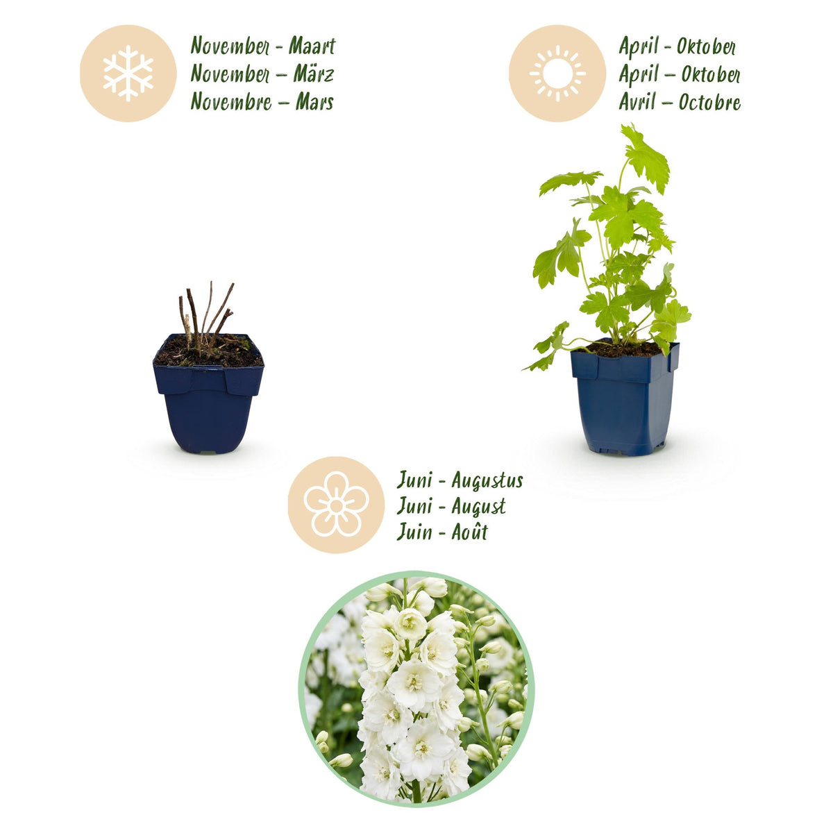 Rittersporn 'Galahad' – Delphinium 'Galahad' – Topf Ø11cm – Bienenfreundliche Staude für Garten & Balkon – Ansicht 4