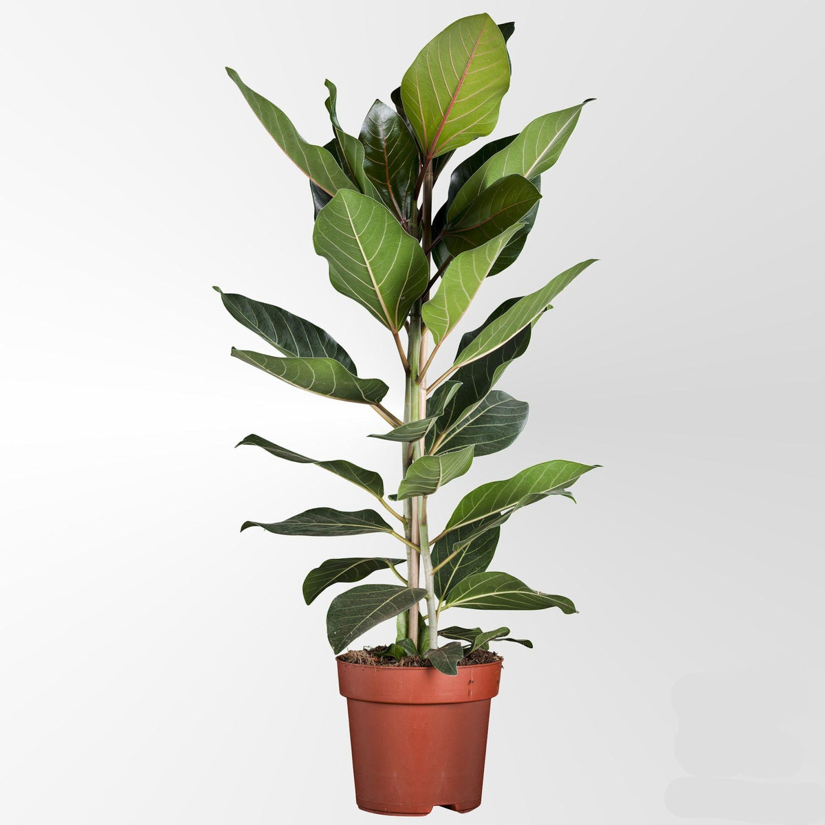 Ficus Benghalensis 'Joy' – Zimmerpflanze Ø21cm Höhe 90cm – Elegant, pflegeleicht & moderne Botanik 