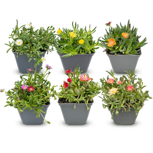 Mittagsblume-Mix – Delosperma (Sortenmix) – 6 Pflanzen – Topf Ø7cm – Höhe 10-12cm