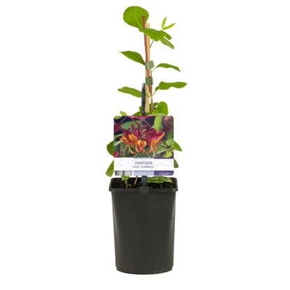 Geißblatt - Lonicera heckrottii Goldflame - Blüten Rosa mit Gelb - wenig Pflege - 2 Pflanzen - Topf 11cm Höhe 40cm 