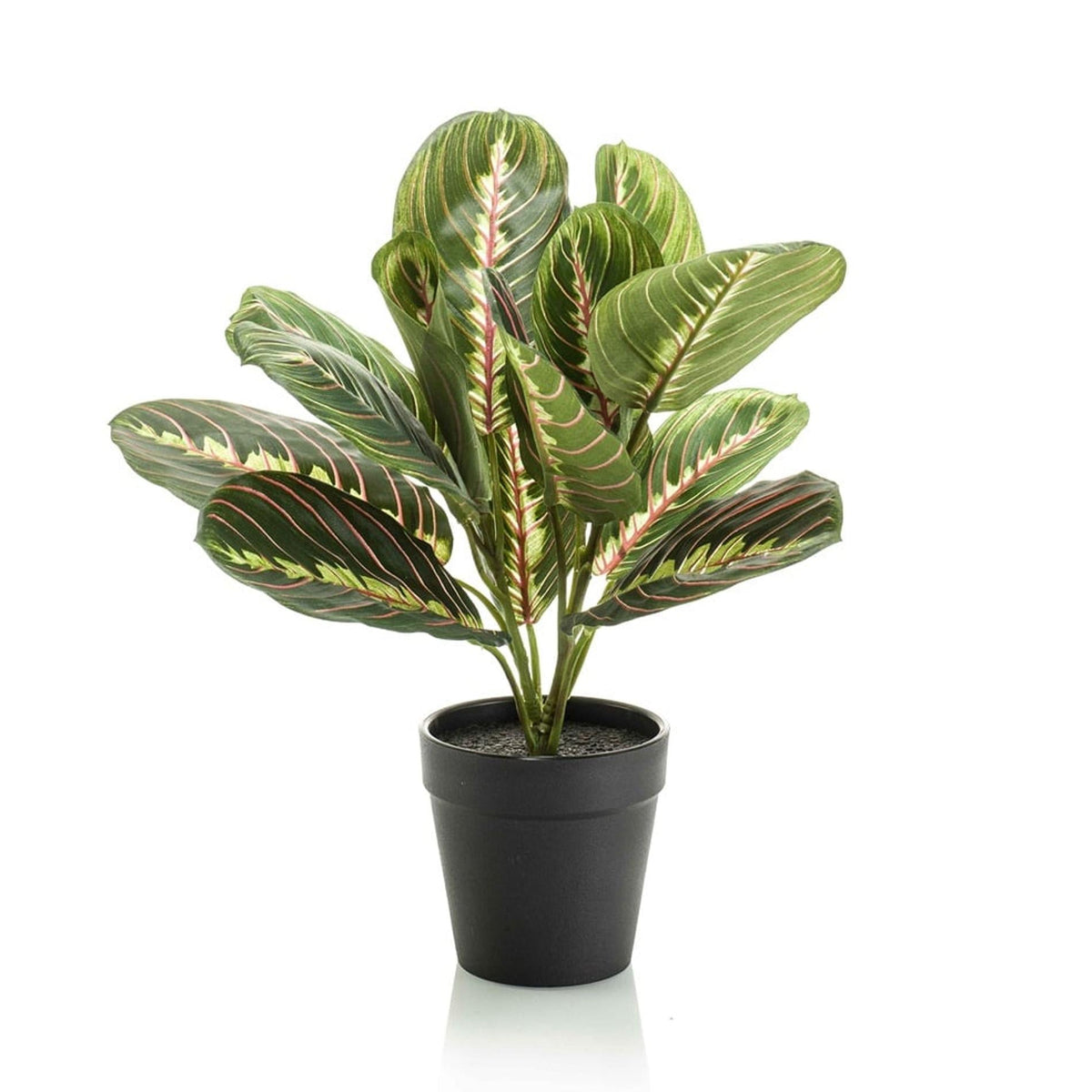 Maranta – Korbmarante – Kunstpflanze – 30cm hoch – Schwarzer Topf Ø12cm – Naturgetreue Blattstruktur – Pflegefrei & kompakt – Für Regal, Fensterbank & Schreibtisch 