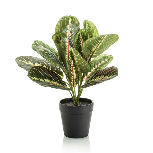 Maranta – Korbmarante – Kunstpflanze – 30cm hoch – Schwarzer Topf Ø12cm – Naturgetreue Blattstruktur – Pflegefrei & kompakt – Für Regal, Fensterbank & Schreibtisch 