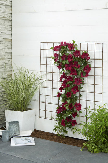 Waldrebe Clematis Nubia – Rote Clematis Evison – Ø15cm – ↕65cm – Blühstark & sommerlich – Kletterpflanze für Garten & Terrasse 