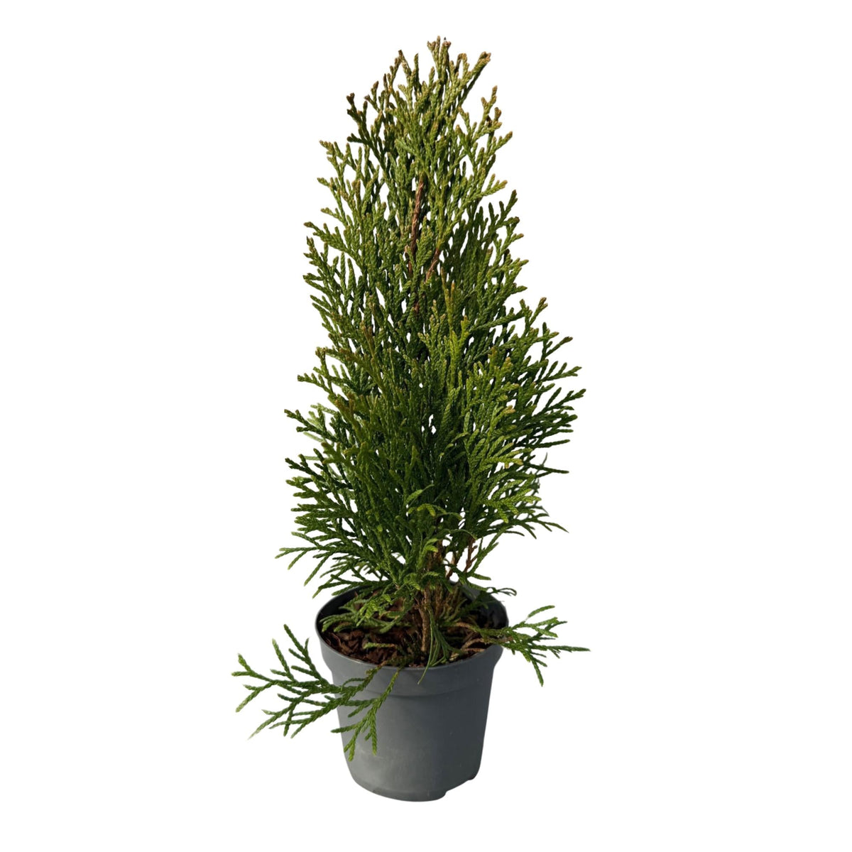 Lebensbaum Thuja occidentalis Smaragd – Immergrüne Heckenpflanze – 8 Pflanzen – 1 m – 9 cm Höhe 30–35 cm – Schnellwachsend & Pflegeleicht 