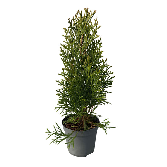 Lebensbaum Thuja occidentalis Smaragd – Immergrüne Heckenpflanze – 8 Pflanzen – 1 m – 9 cm Höhe 30–35 cm – Schnellwachsend & Pflegeleicht 