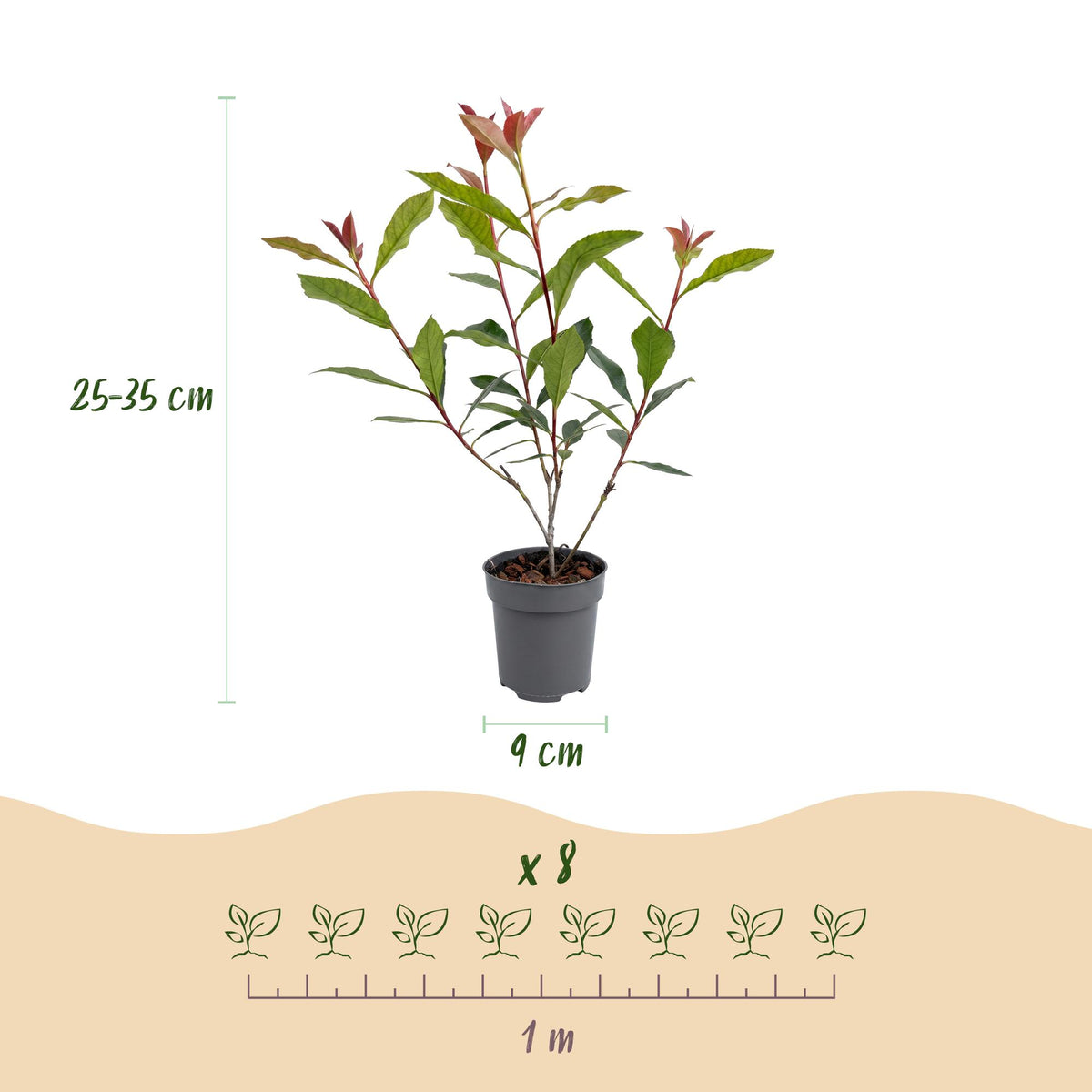 Glanzmispel 'Carré Rouge' – Photinia fraseri 'Carré Rouge' – 16 Heckenpflanzen – Topf Ø9cm – Höhe 25-35cm – Ansicht 4