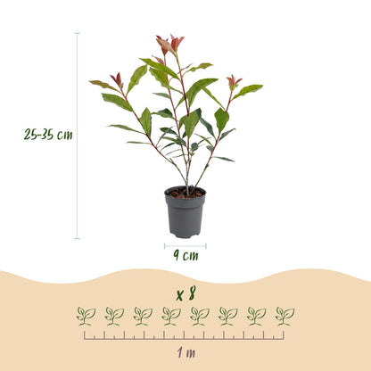 Glanzmispel 'Carré Rouge' – Photinia fraseri 'Carré Rouge' – 16 Heckenpflanzen – Topf Ø9cm – Höhe 25-35cm – Ansicht 4
