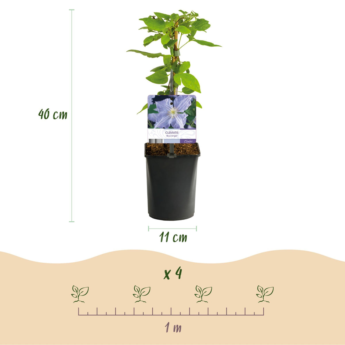 Clematis 'Blue Angel' – 2er Set – Kletterpflanze mit hellblauen Blüten – Ø11 cm – Höhe ca. 40 cm – Pflegeleicht – Blüht Frühling bis Sommer – Für Spaliere & Pergolen 
