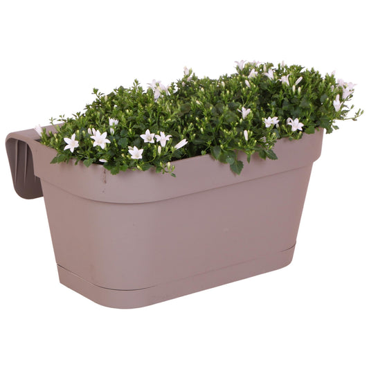 Campanula Addenda Ambella weiß - Balkonpflanzer taupe mit 3 Stück Campanula Topfgröße 12cm - Inkl. Aufhängesystem - Glockenblume Weiß - Stauden 