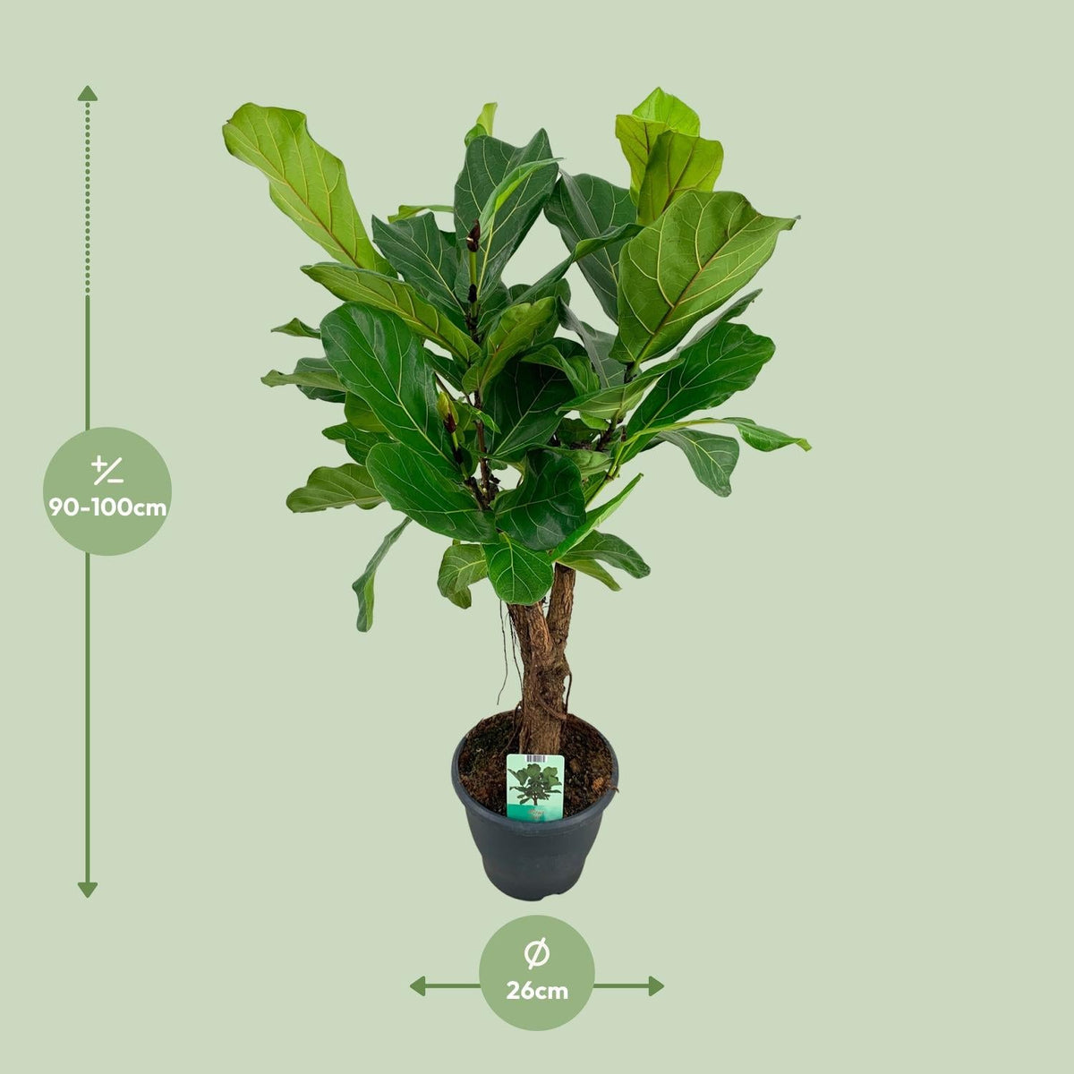 Ficus Lyrata - Ø26cm - ↕100cm 