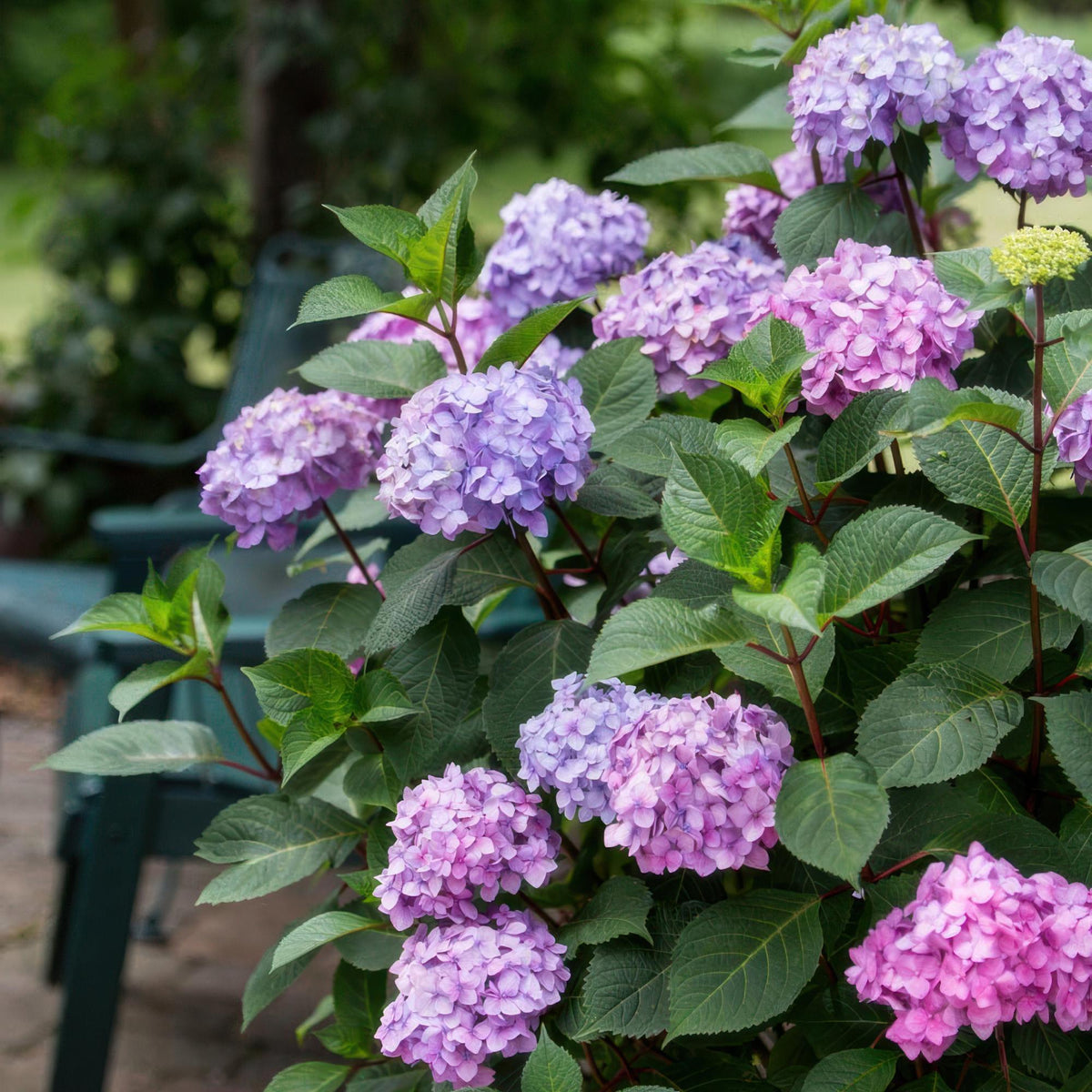 Green boutiQ - Gartenpflanze - Hydrangea Endless Summer Summer Love Purple - Hortensie - Winterhart - Lila - 1 Pflanze - Topf 14cm - Höhe 20-25cm 