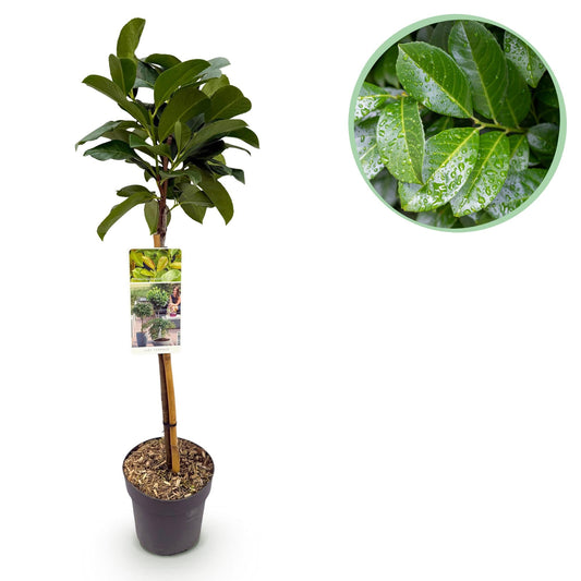 Kirschlorbeer - Prunus laurocerasus Etna – Stamm-Pflanze – Immergrün – Höhe ca. 90 cm – Topf Ø19 cm – Pflegeleicht – Für Terrasse, Balkon & Garten – Dekorativ & robust 