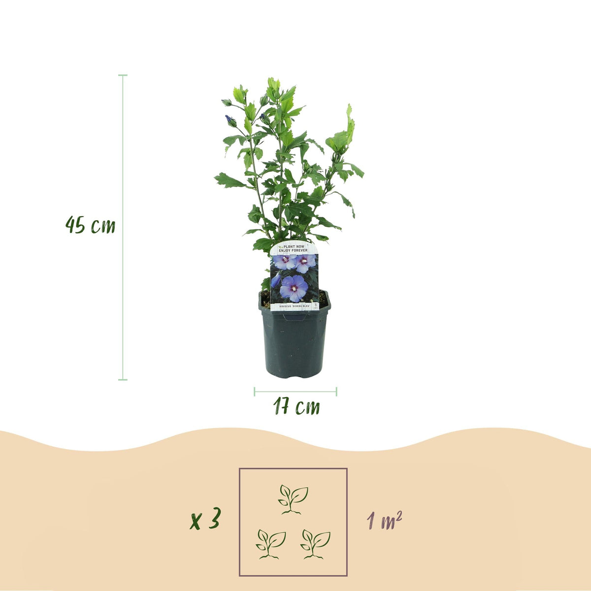Garteneibisch Hibiscus syriacus Oiseau Blue – Strauch – Blüte Blau – Wenig Pflege – 17cm Höhe 45cm – Für Garten & Terrasse 