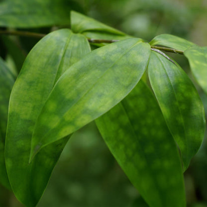 Green boutiQ - Zimmerpflanzen - Dracaena surculosa - Drachenblutbaum - Wenig Pflege - Grün - 1 Pflanze - Topf 17cm - Höhe 60-70cm 
