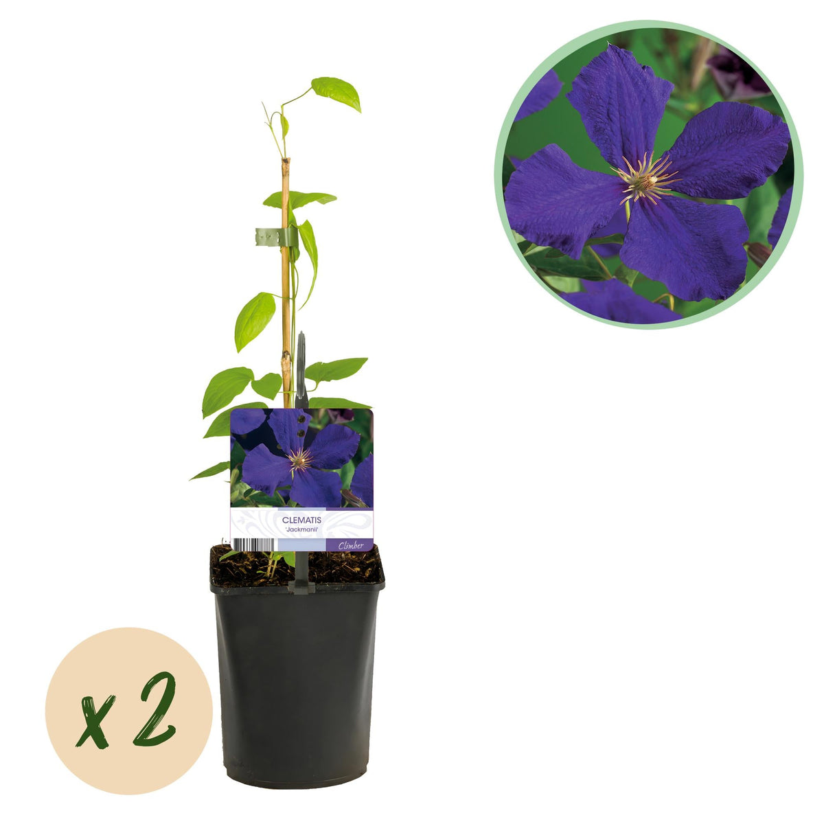 Kletterpflanze Clematis Jackmanii – Tiefviolette Blüten – Wenig Pflege – 2 Pflanzen – 11 cm Höhe 40 cm – Für Garten, Balkon & Pergolen 