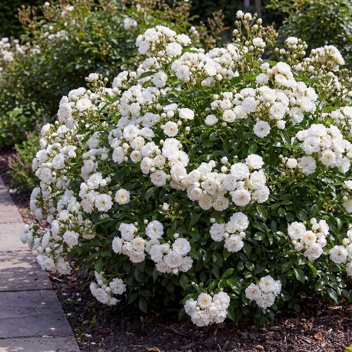 Green boutiQ - Gartenrose - Rosa White Fairy - Rose - Winterhart - Weiß - 3 Pflanzen - Topf 12cm - Höhe 20-25cm 