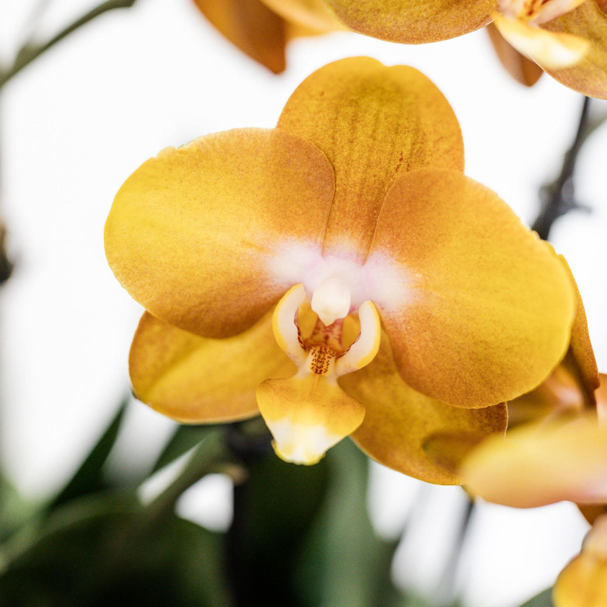 Kolibri Orchids | orange Orchideen-Set im Baumwollkorb inkl. Wassertank | drei orange Orchideen Las Vegas 12cm | Mono Bouquet orange mit autarkem Wassertank. 