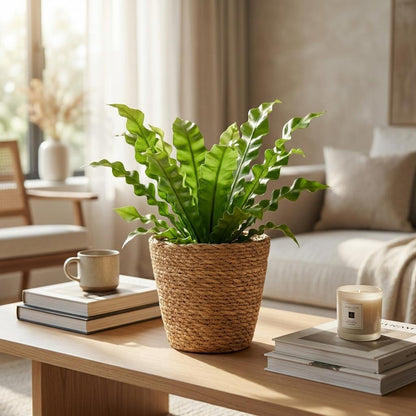 Krauser Wellenfarn 'Crispy Wave' – Asplenium nidus 'Crispy Wave' – Topf Ø12cm – Höhe 30cm – mit Korb – Ansicht 3