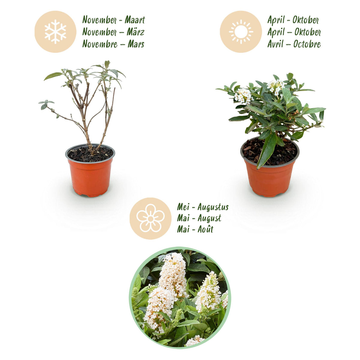 Green boutiQ - Gartenpflanze - Buddleja davidii Butterfly Candy Little White - Schmetterlingsstrauch - Kompakt - Weiß - 1 Pflanze - Topf 12cm - Höhe 20-25cm 