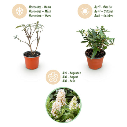 Green boutiQ - Gartenpflanze - Buddleja davidii Butterfly Candy Little White - Schmetterlingsstrauch - Kompakt - Weiß - 1 Pflanze - Topf 12cm - Höhe 20-25cm 