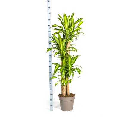 Dracaena Fragrans Massangeana – Drachenbaum – Ø30 cm – ↕170-190 cm – Tropische Zimmerpflanze – Robust & pflegeleicht – Für hellen bis halbschattigen Standort 