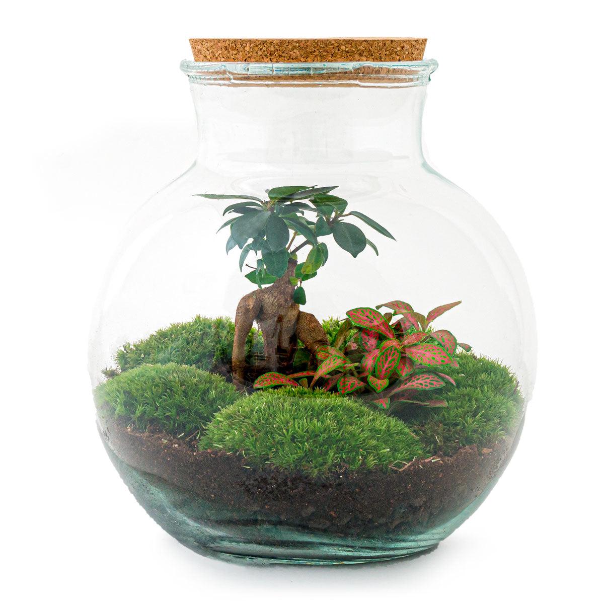 Flaschengarten DIY Bausatz Teddy Bonsai – Terrarium Ø25cm x H26,5cm – Do-It-Yourself Pflanzterrarium – Autarkes Mini-Ökosystem – Für Zuhause & Büro 