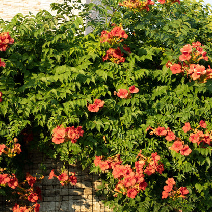 Kletterpflanzen-Set „Rainbow“ – 4 Pflanzen – Clematis montana Rubens, Hedera helix, Lonicera Goldflame, Campsis Madame Galen – Bunt blühend & immergrün – Ø11 cm – Höhe ca. 40 cm 