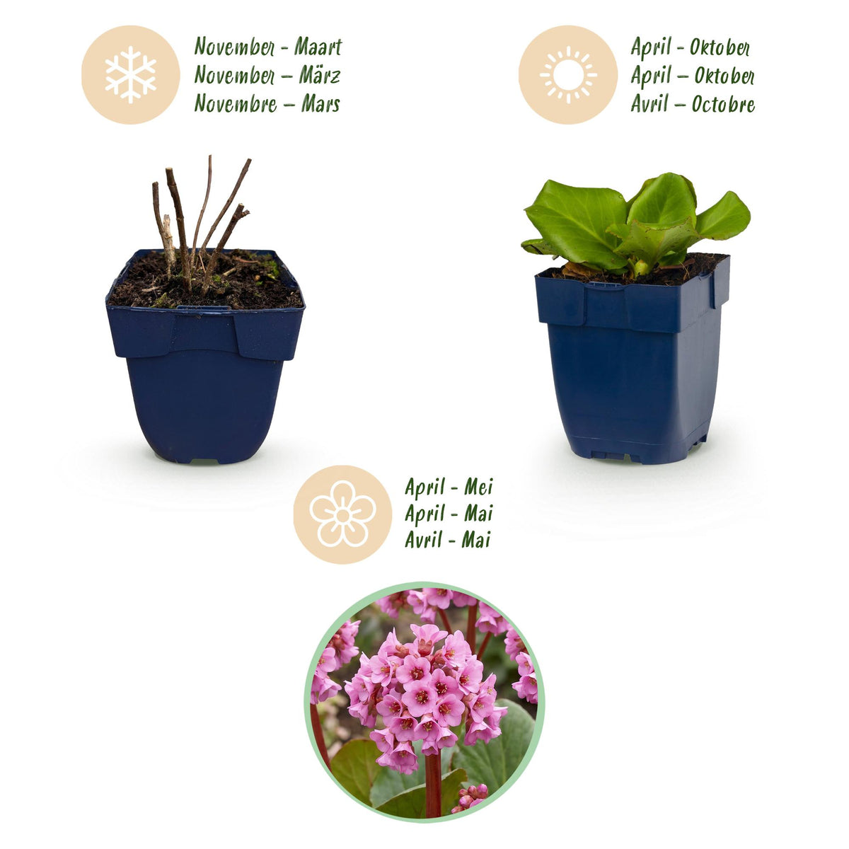Bergenie – Bergenia cordifolia – 6 Pflanzen – Topf Ø11cm – Bienenfreundliche Staude für Garten & Balkon – Ansicht 4