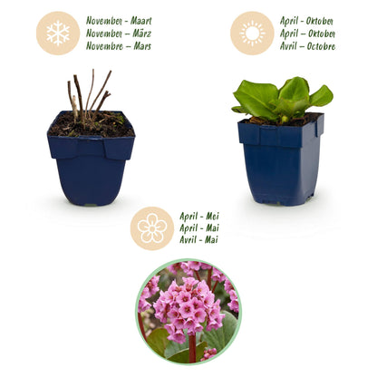 Bergenie – Bergenia cordifolia – 6 Pflanzen – Topf Ø11cm – Bienenfreundliche Staude für Garten & Balkon – Ansicht 4