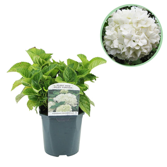 Hortensie – Hydrangea macrophylla Weiß – Blüte Weiß – Ø17cm – ↕30cm – Laubabwerfend – Pflegeleicht 