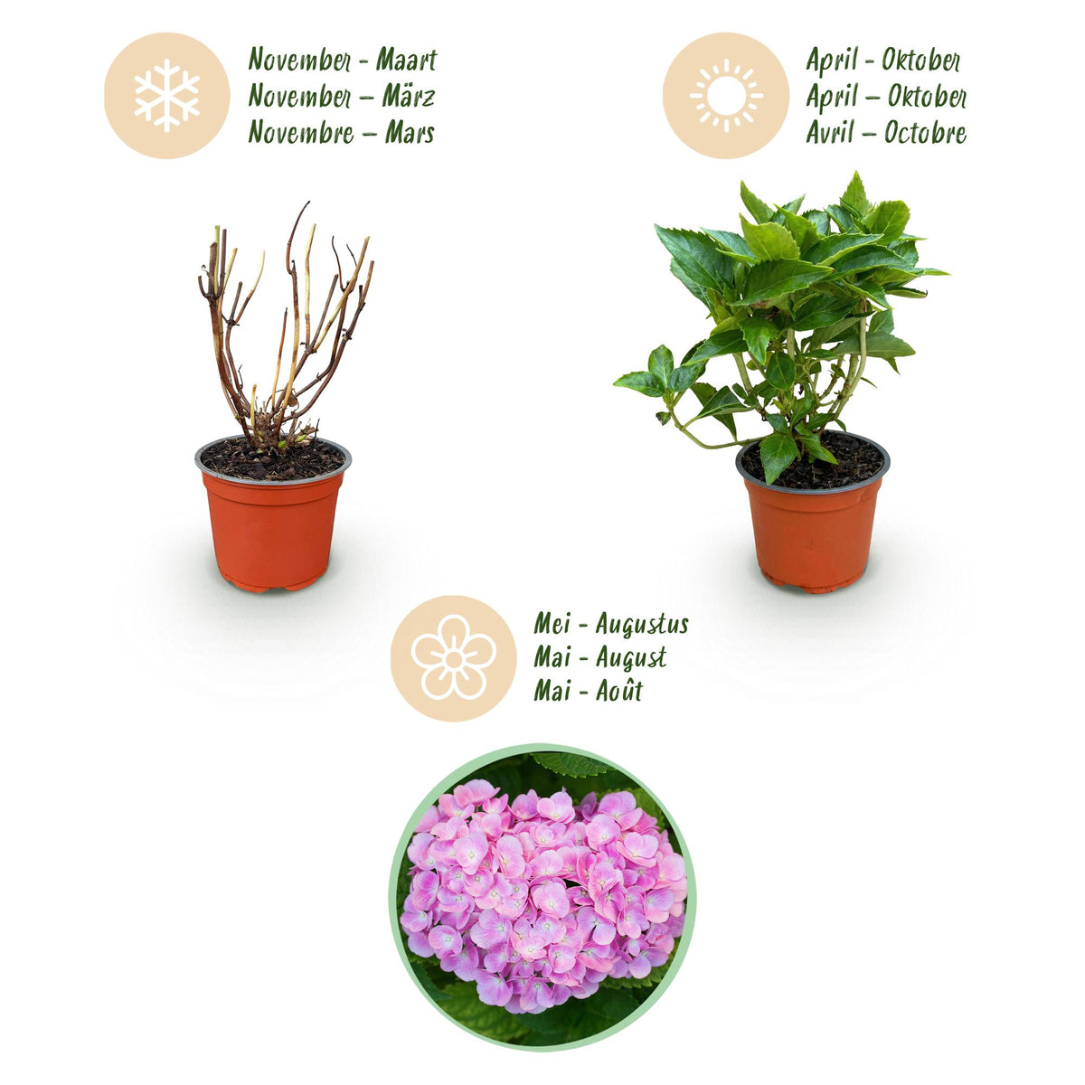 Green boutiQ - Gartenpflanze - Hydrangea macrophylla Rosa - Hortensie - Winterhart - Rosa - 1 Pflanze - Topf 12cm - Höhe 20-30cm 