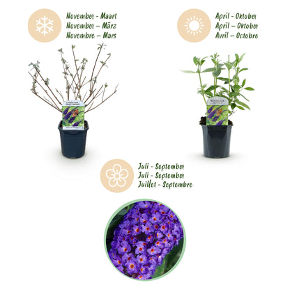 Green boutiQ - Garden Plant - Buddleja davidii Empire Blue - Butterfly Bush - Hardy - Blue - 3 Plants - Pot 17cm - Height 45cm 