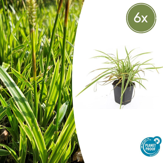 Goldrand Segge Carex morrowii 'Aureovariegata' – ↕10-25cm – Ø9cm – 6 Pflanzen – Immergrünes Ziergras & Bodendecker – Winterhart & pflegeleicht 