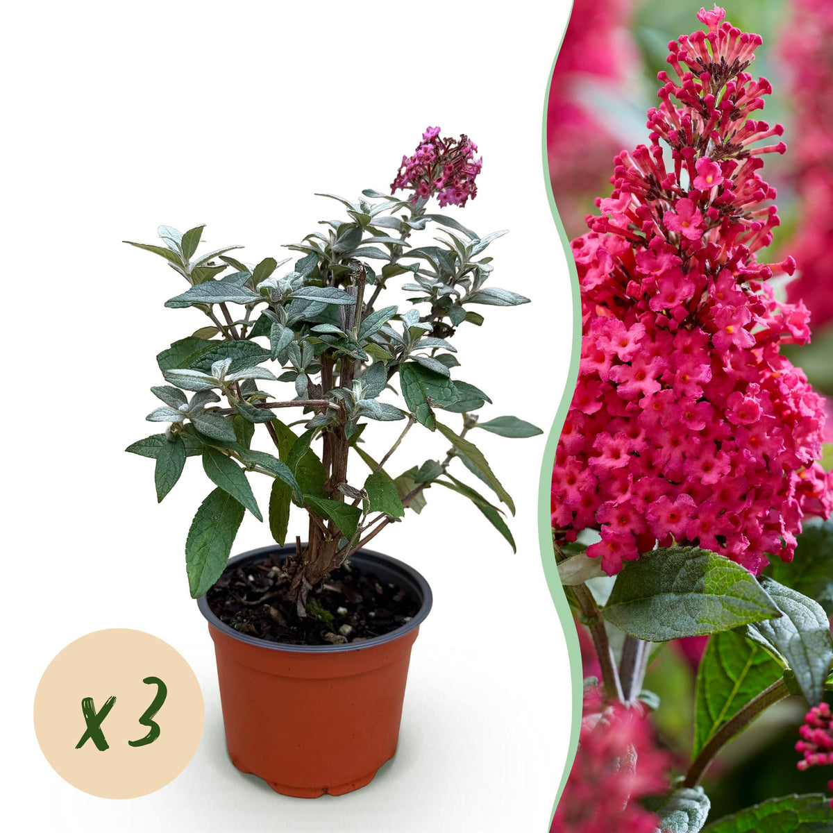 Flieder Buddleja Butterfly Candy Little Ruby 3er Set – kompakter Schmetterlingsstrauch rot bis tiefrosa – Topf 12cm – Höhe 20-25cm – duftend, nektarreich, insektenfreundlich – für Beet, Kübel, Balkon & Terrasse 