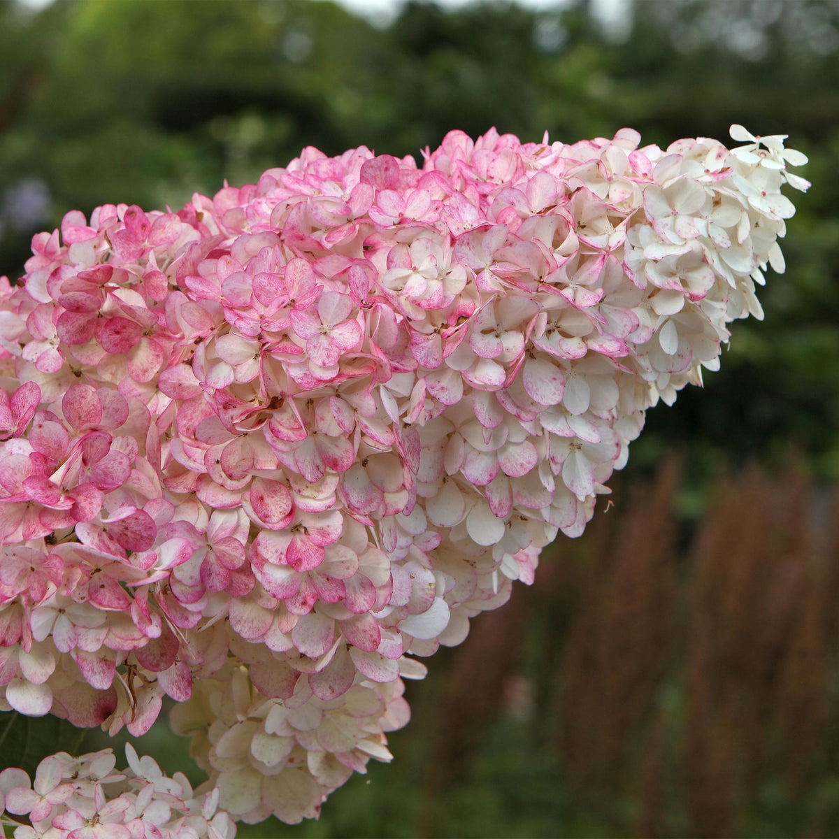 Rispenhortensie – Hydrangea panniculata Vanille Fraise – Blüte Weiß-Rosa – Laubabwerfend – Große Blüten – 17cm – Höhe ca. 50cm 