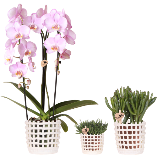 Kolibri Company | Pflanzenset Mesh White | Rosa Niagara Falls Orchidee 12 cm + Grünpflanzen inkl. Übertöpfen – Frisch vom Züchter 