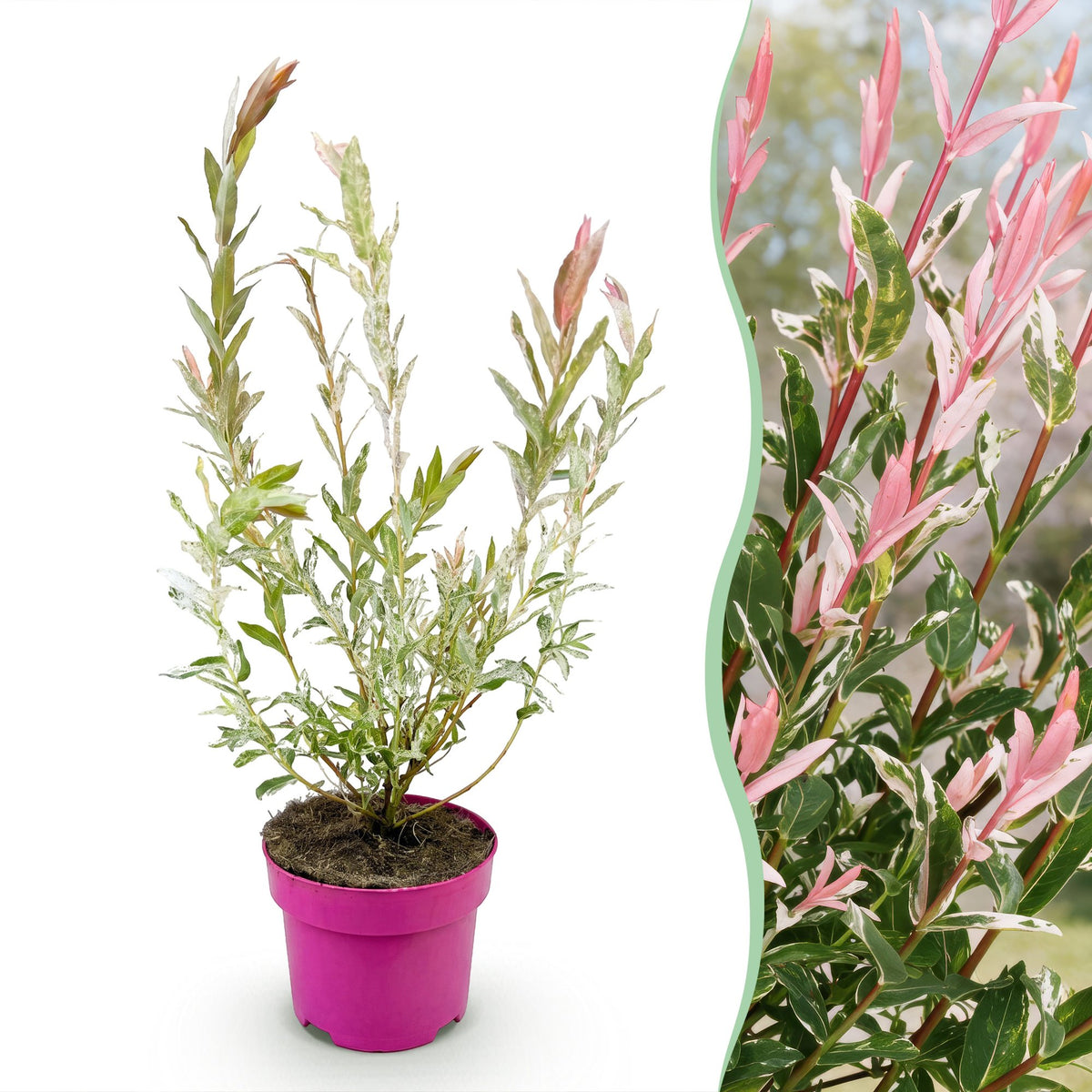 Flamingo-Weide – Salix 'Flamingo' – Topf Ø17cm – Höhe 40-50cm