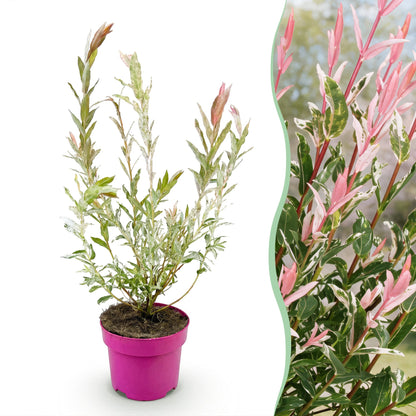 Flamingo-Weide – Salix 'Flamingo' – Topf Ø17cm – Höhe 40-50cm